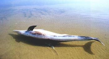 Epizootias, delfn listado
