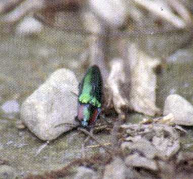 Campsosternus gemma