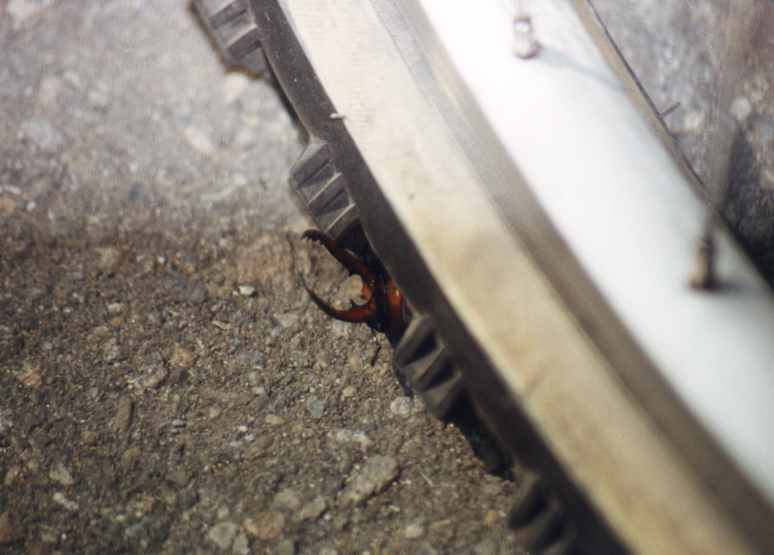 A beetle being crushed under a wheel.