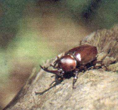 Male Japanese Rhinoceros Beetle (Allomyrina dichotomus)