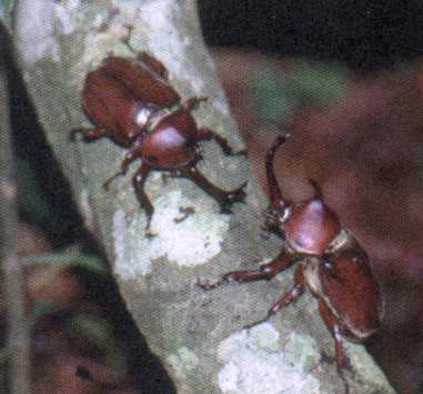 Male Japanese Rhinoceros Beetles (Allomyrina dichotomus)