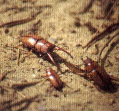 Prosopocoilus blanchardi
