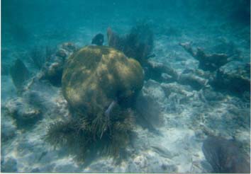 big brain coral