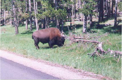 bison in yellowstone