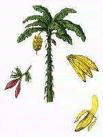 banana