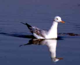 Gaviota Picofina (3,13K)