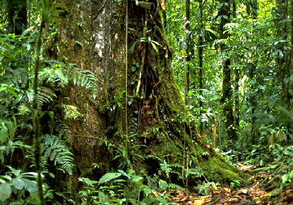 Human Impact On Rainforests Human Impact On Rainforests