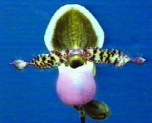 liemianum