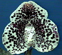 bellatulum
