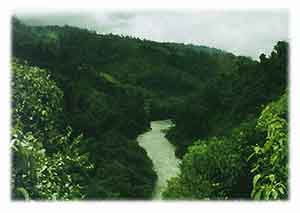River Viewed From the Canopy
