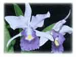 Lc. Blue Dynasty 'Lantolon'