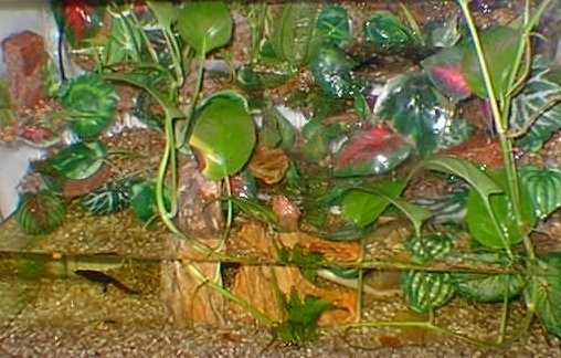 Terrario