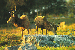 Venado