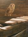 Barn Owl