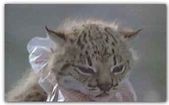 Cra de lince ibrico