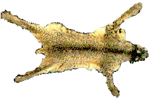 piel lince iberico