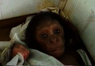 Beb de chimpanc