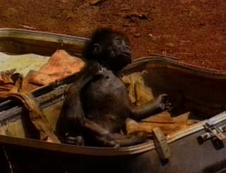 Chimpanc muerto