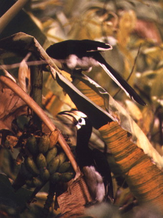 Pair of Pied Hornbills