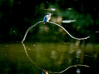 Common Kingfisher (female)