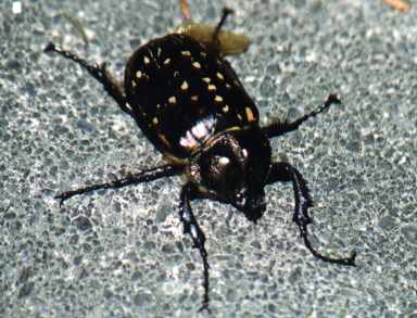 Formosan Long-armed Scarab (female)