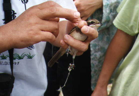 Injured shrike freed from an illegal trap.