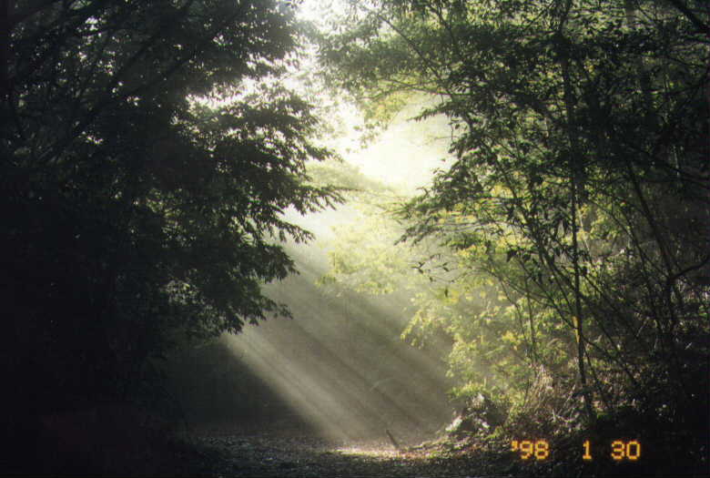 Pheasants are most active early dawn.