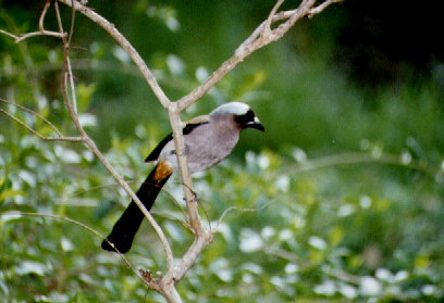 Gray Treepie