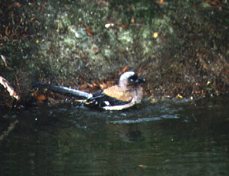 Gray Treepie bathing