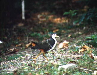 White-breasted Water Hen