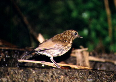 White-tailed Blue Robin (female)