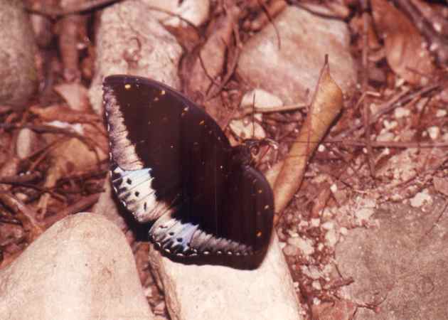 Male Archduke butterfly (Lexias pardalis) at Poring.