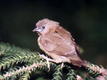 Fledgling Spotted Munia