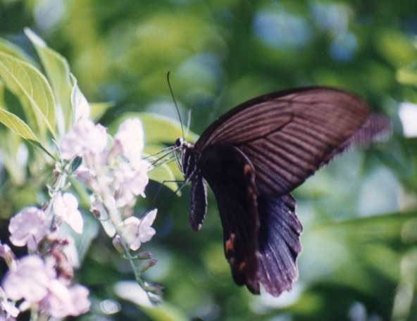 (male) Papilio protenor amaura