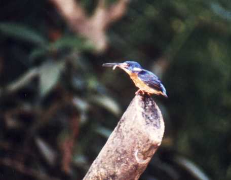 A Blue-eared Kingfisher.