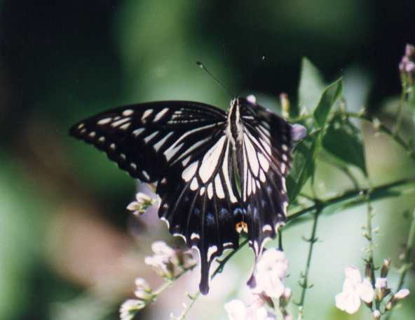 (Chinese) Common Yellow Swallowtail