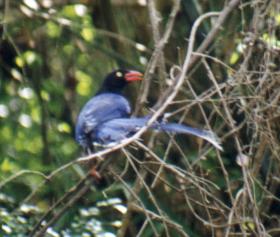 Taiwan Blue Magpie