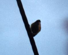 Taiwan Firecrest