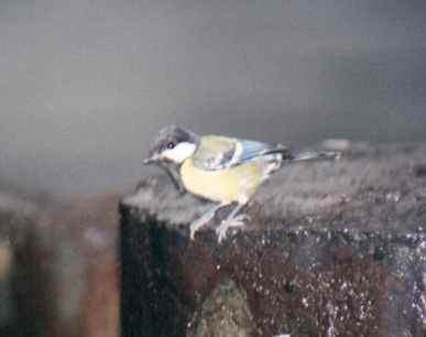 Green-backed Tit (female)