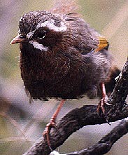 Taiwan Laughing Thrush (photo by Ed Tang)