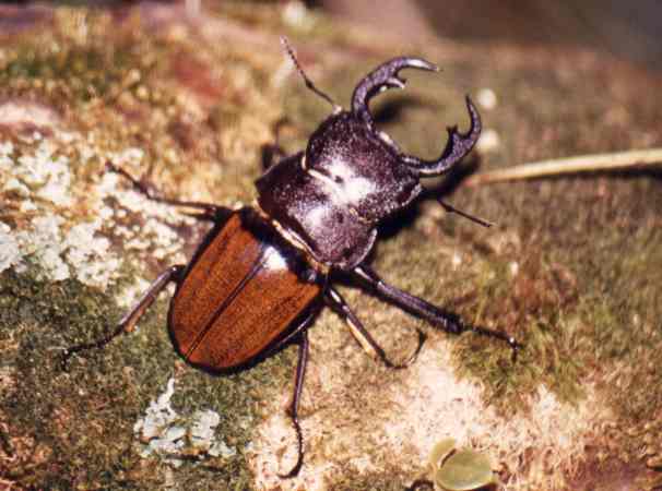 Odontalabis gazella.