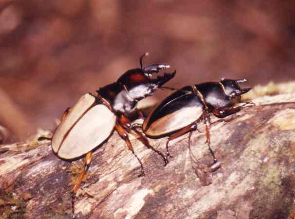 A pair of Odontolabis femoralis.