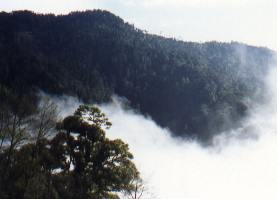 Mid-Altitude Mixed Forest