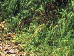 Formosan Pangolin