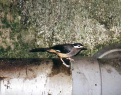 White-eared Sibia
