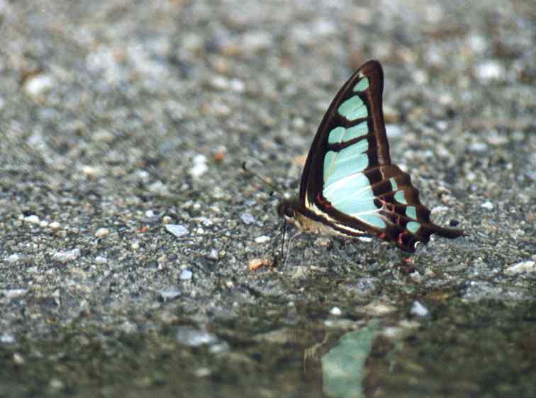 (male) Graphium cloanthus kuge