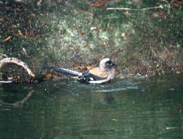 Gray Treepie bathing