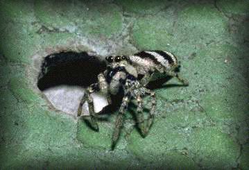 Salticus scenicus