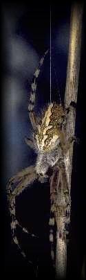 Araneus ceropegius