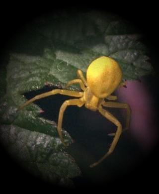 Misumenia vatia